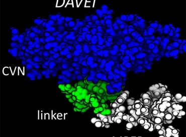 (Drexel University) The DAVEI molecule is comprised of two main pieces: Membrane Proximal External Region (MPER), which attaches to the viral membranes, and cyanovarin (CVN), which binds to the sugar coating of the virus's protein spike. - See more at: http://drexel.edu/now/news-media/releases/archive/2013/September/DAVEI-HIV-molecule/#sthash.k1UGghDt.dpuf
