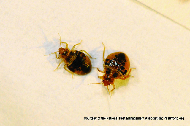 Bed Bugs Survive Freezing Temperatures, Study : News : University ...