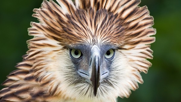 Ptice - Page 16 Philippine-eagle